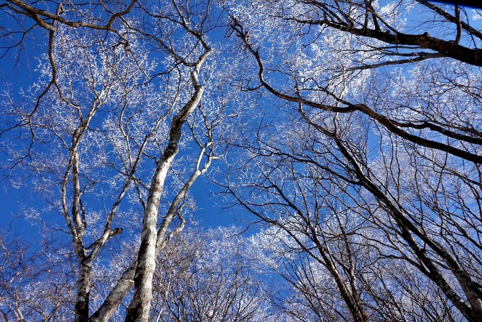 面ノ木峠登山口-天狗棚 往復コースの写真