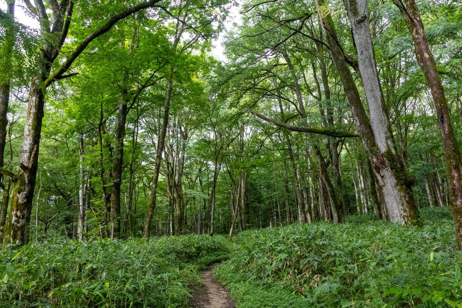 最初は苔むした樹林帯を歩く。静か。人はほとんどいない。