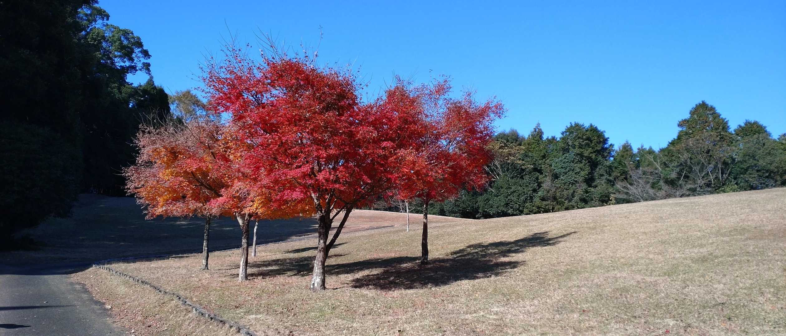 青空との対比が綺麗です🔵🔴