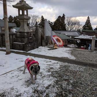 春ちゃん 11歳になりました。
なんか ヨボヨボ感💦でも、まだまだ頑張ろね💪
親子で薬が手放せなくなりました💊💦
足が冷たくて可哀想ね🥶