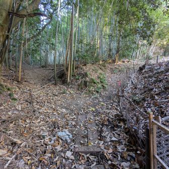 振り返って撮影。
復路は登山口から見て右側のルートで下山してきた