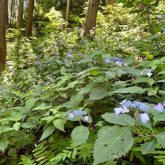 紫陽花の季節ですね