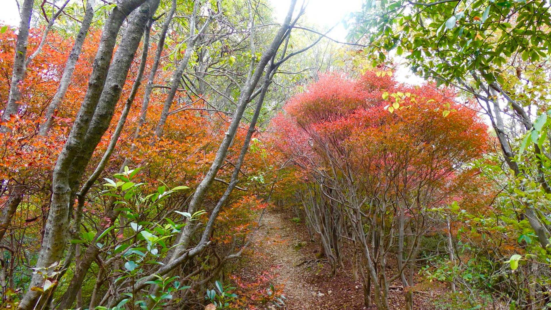 金山-岩坂峠 周回コースの写真