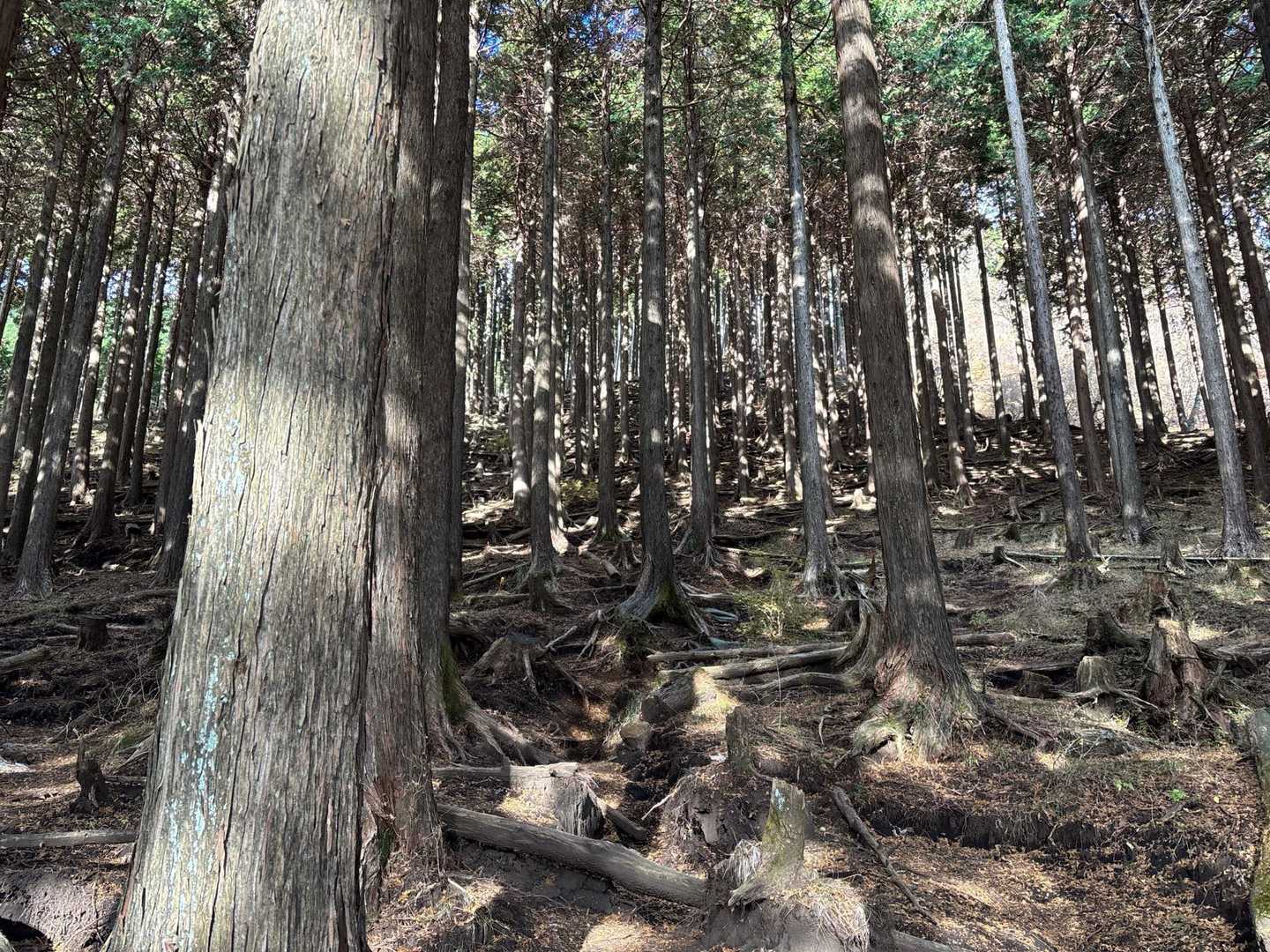 道迷いをしそうな登山道。