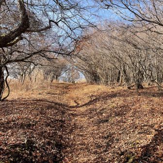 イモ山に到着
標識は見当たりませんでした