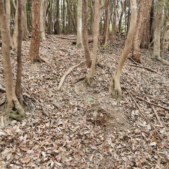 ここからかなりの急登になる