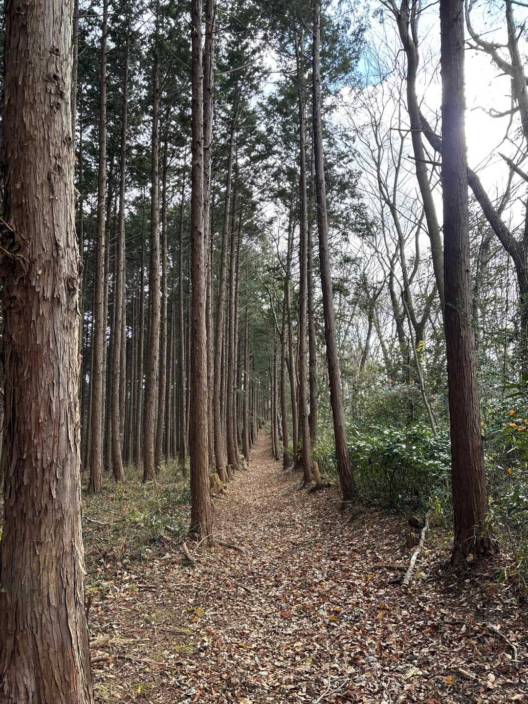 こんなにまっすぐな山道は初めて見たかも。
珍しいなー。走り出したくなる。