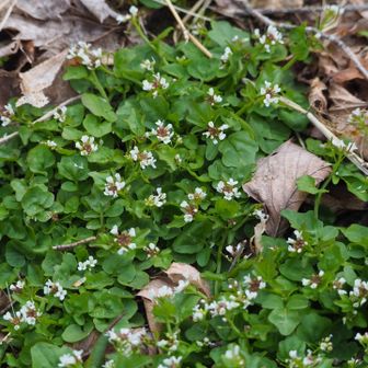マダラスズがいる場所
なんとお花が咲いてたんです🤗
なんて名前かは… 存じませぬ

【オオバタネツケバナ】
👨🏻‍🎓さんに教えて頂きました〜🤗