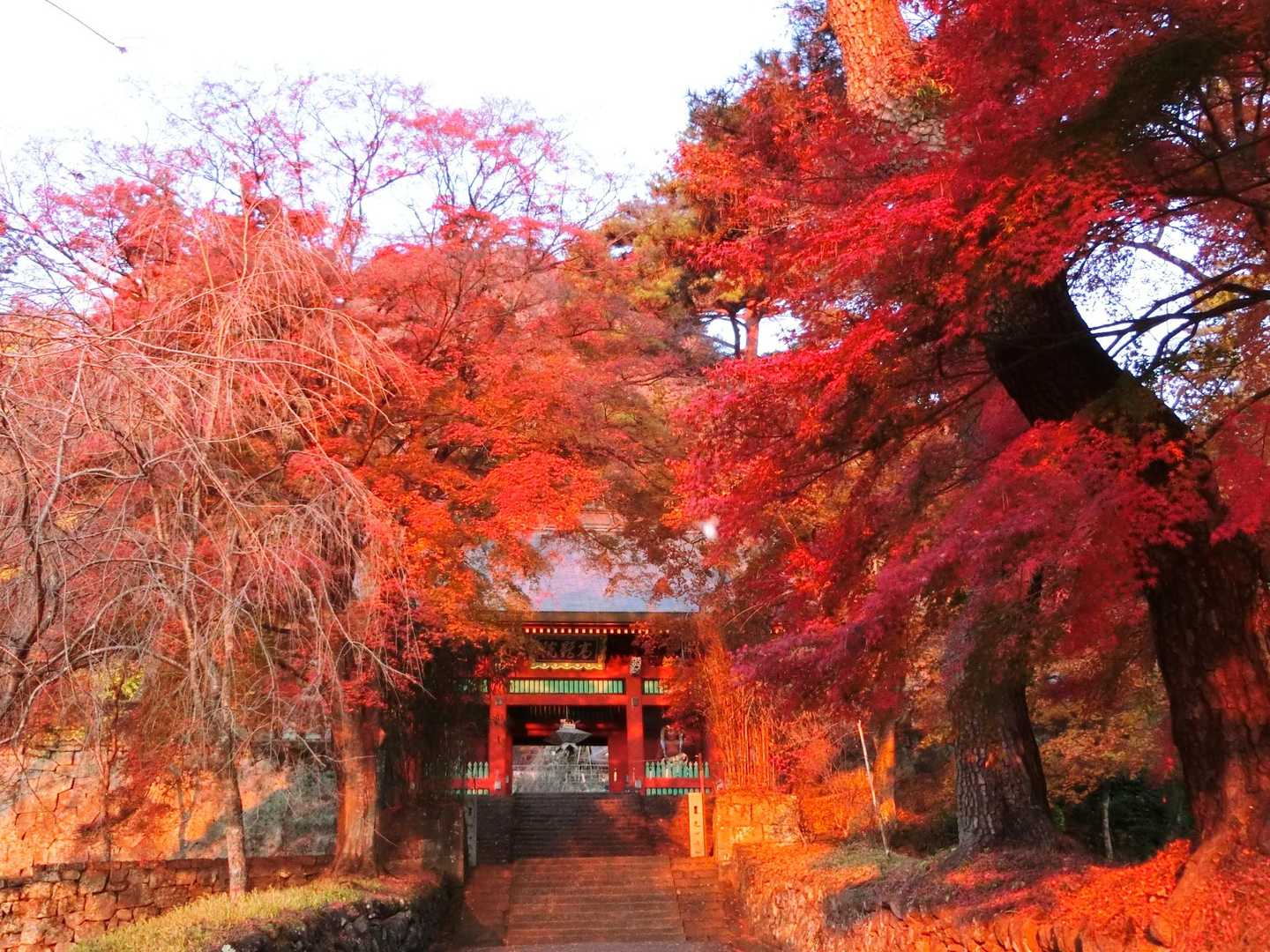 参道も朝日が当たって赤く染まります。紅葉が残る木々も、さらに赤く見えます。