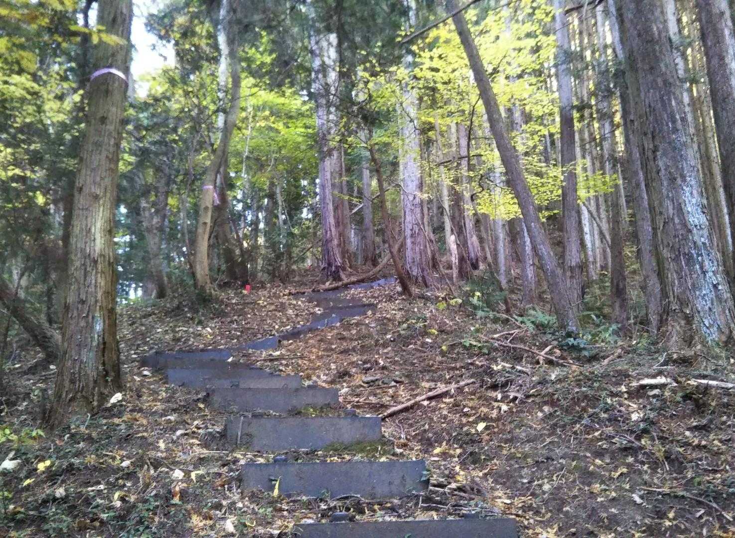マイナールートなのにしっかりとした階段付きの登山道。