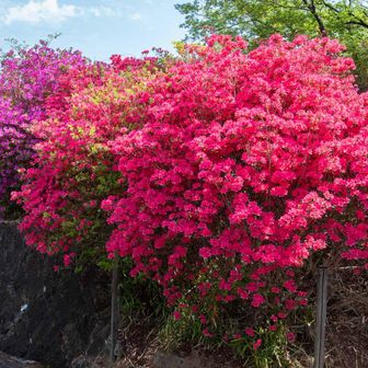 美しいツツジ🌺グラデーションになっている