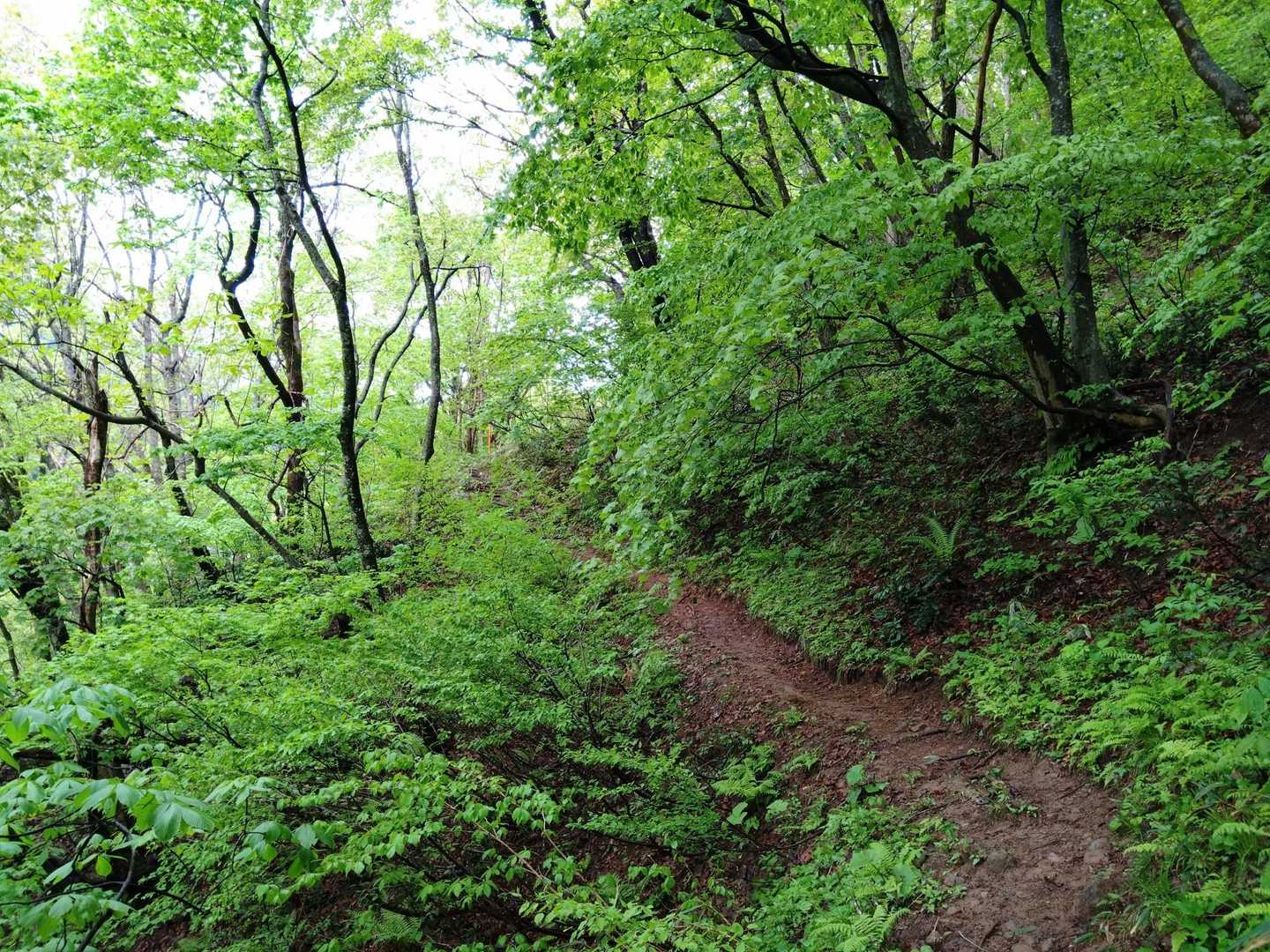 久渡寺山-岩落山 周回コースの写真
