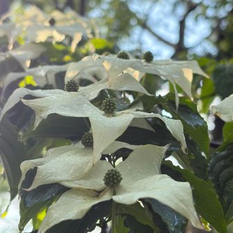 ヤマボウシが目線の高さで見られました✨