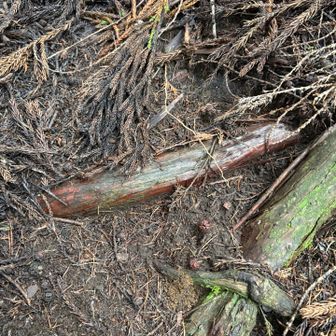 杉の落ち葉に隠れた木の根で滑って尻餅一回