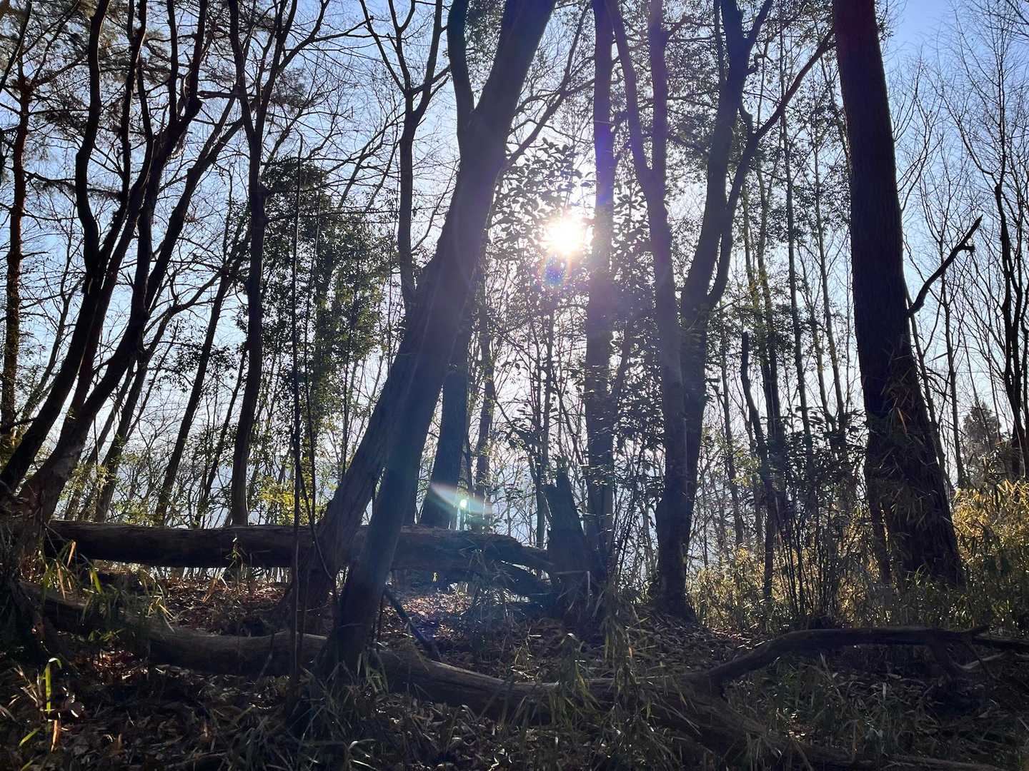今朝も太陽が眩しい