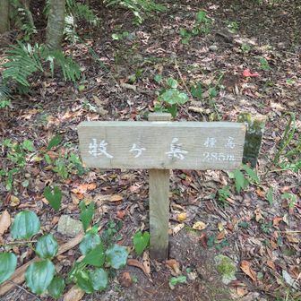 この先からだいぶ藪が増えてきたので、下山回り道ルートに変更