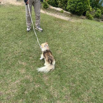 そでしょ🐶だから、歩かないもん。