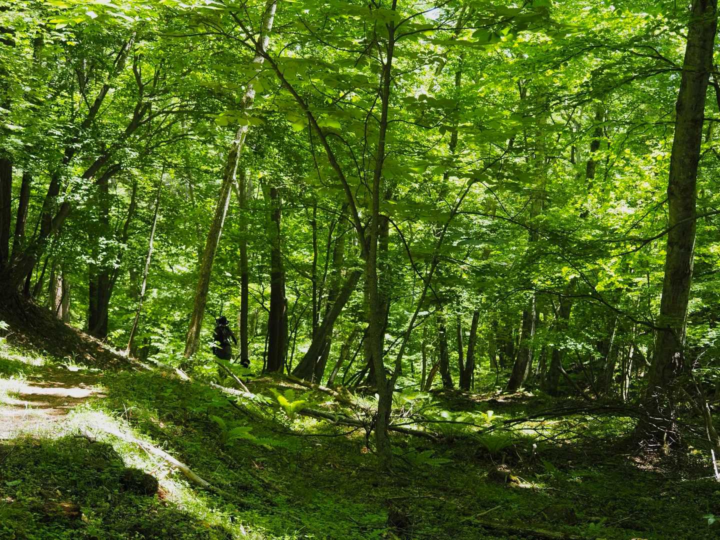 茂来山 往復コースの写真