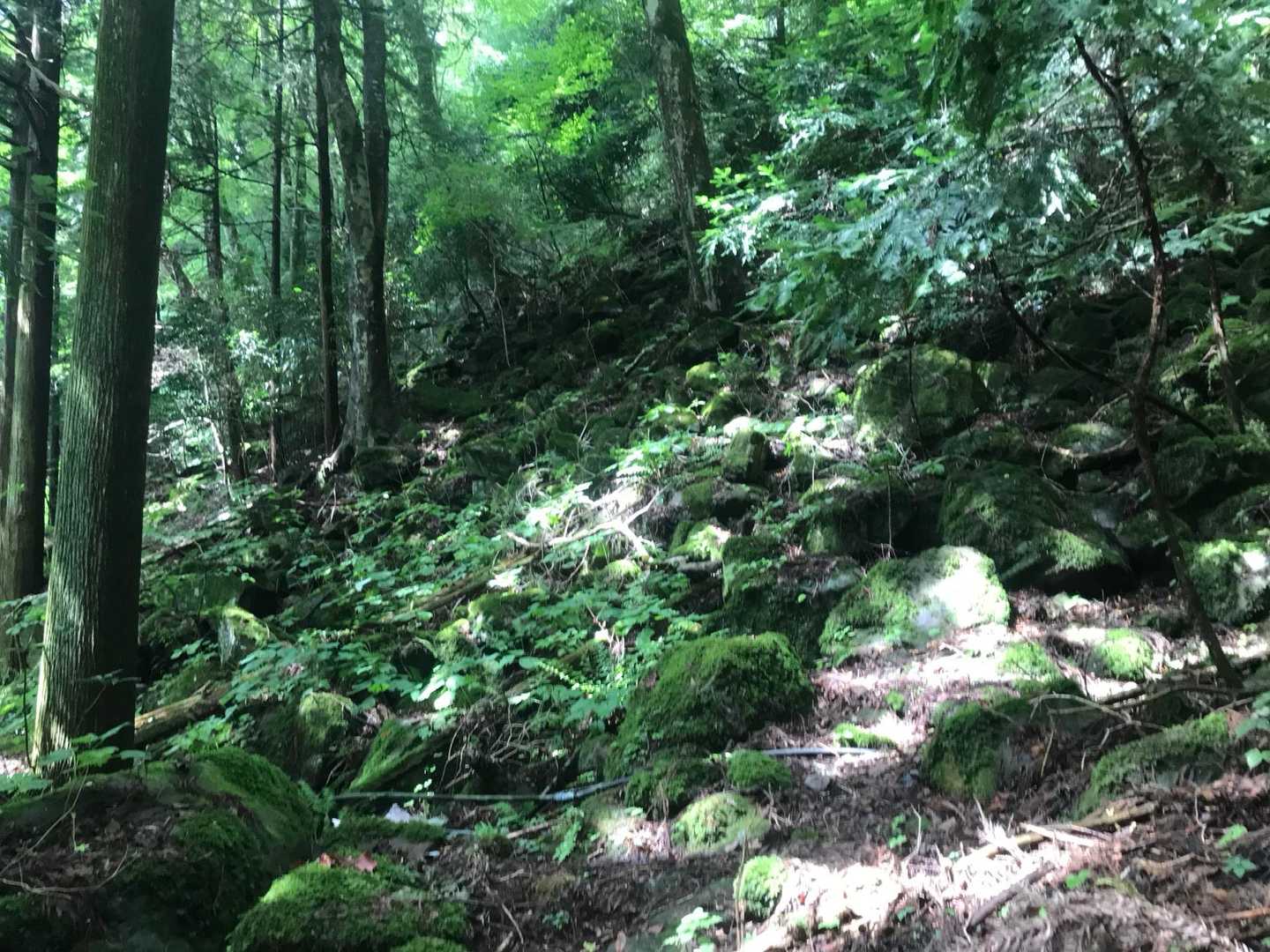 苔むした所