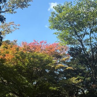 ここだけ紅葉🍁してた