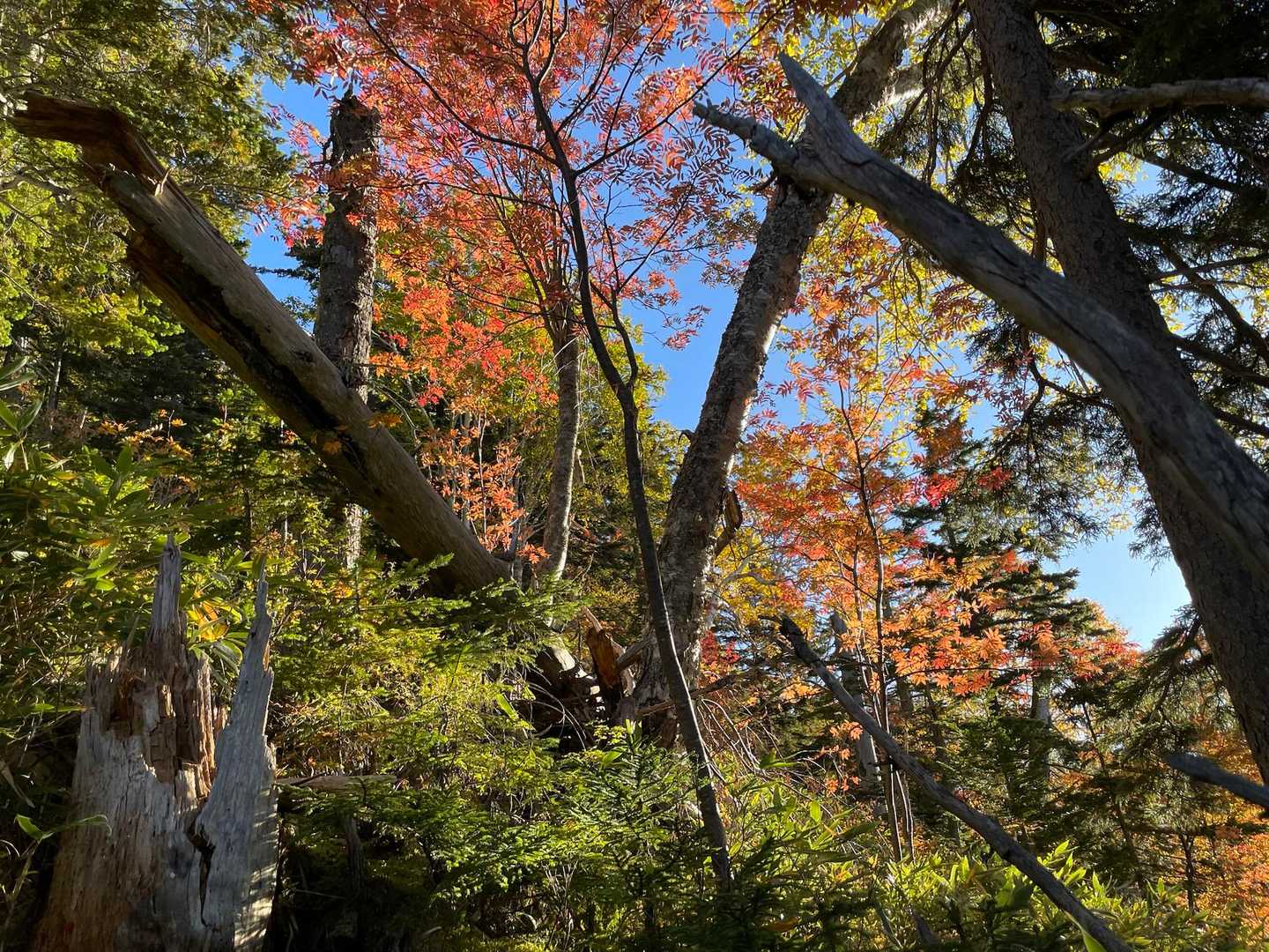 秋だね〜🍁