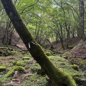 沢と沢の間の中洲にもたまにルートがあります。