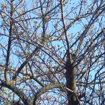 県道沿いのノカイドウには新芽が沢山付いており、開花時期が楽しみです😘
