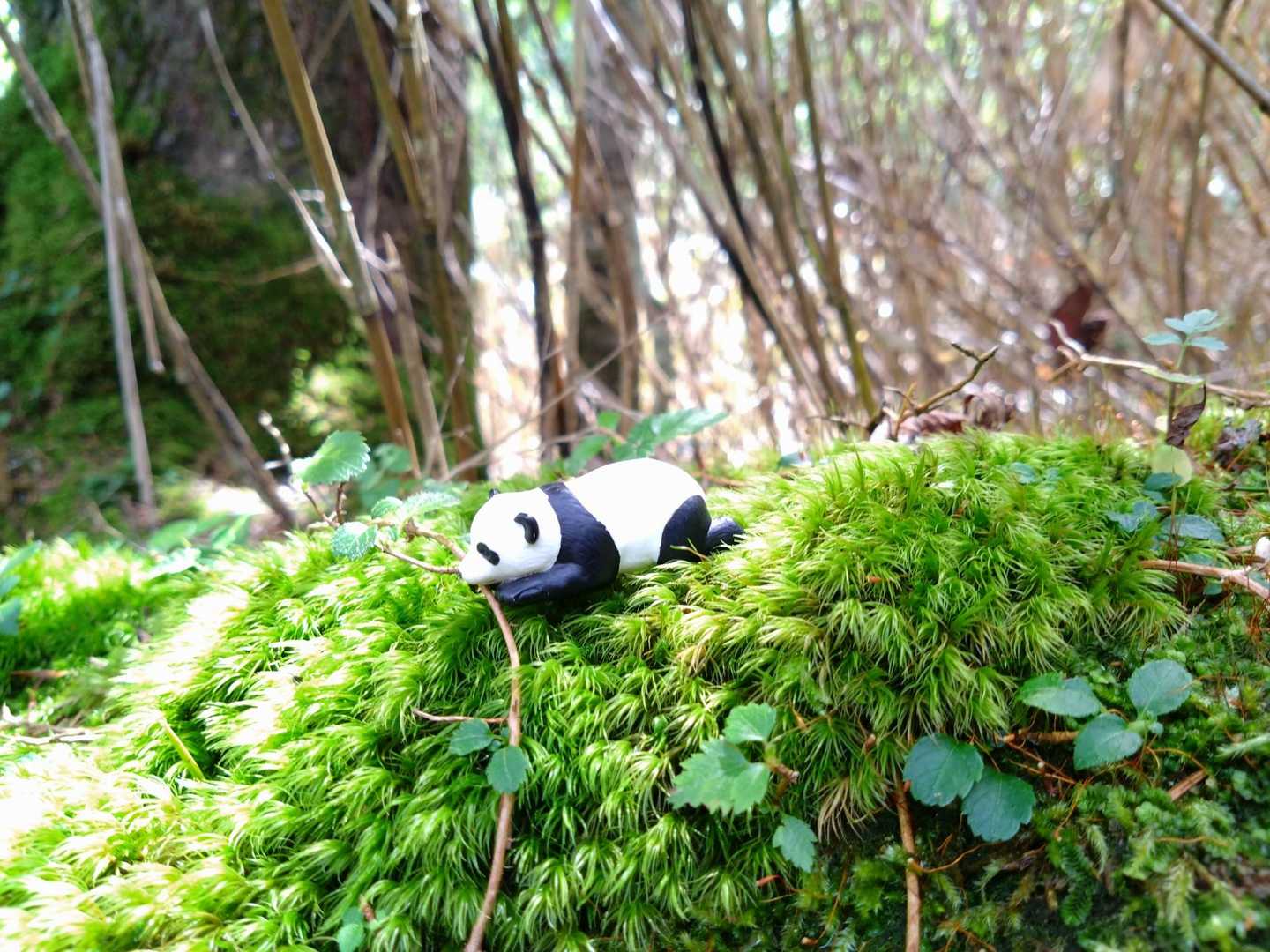 🐼と🟢