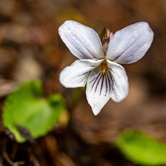 こちらは色白の美人さん♬
スミレサイシンは割と大きめなスミレなので、美人さんを探すのが楽しい