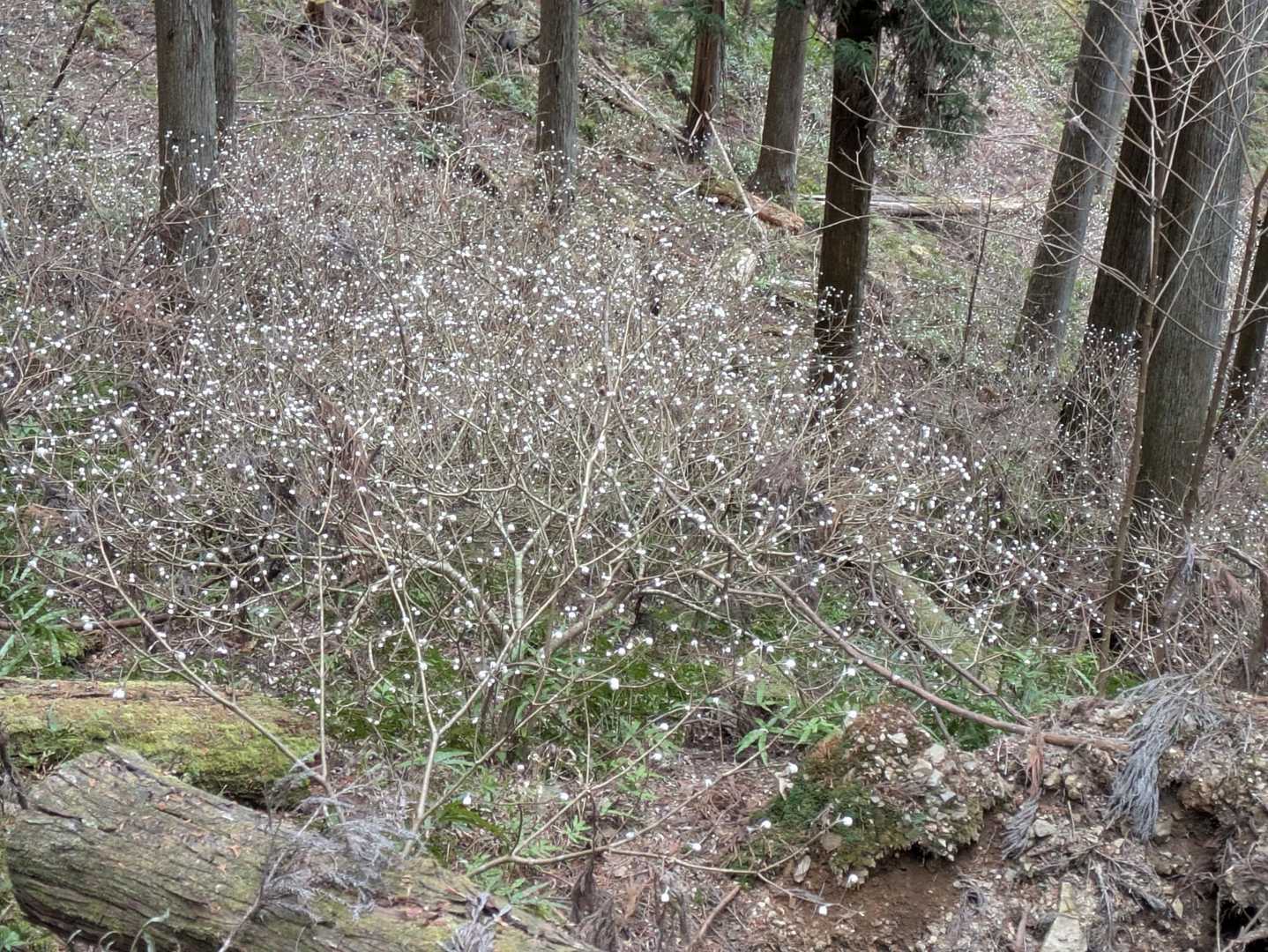 まもなく開花？白い蕾が沢山あります。