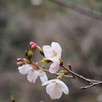 降りたところの公園に桜が咲き始めていた！