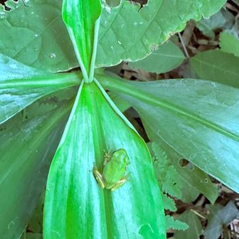 カエル系🐸