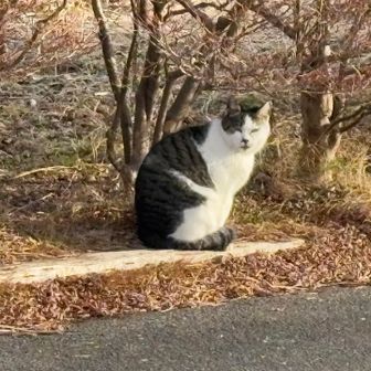 ミャ〜♪
「当たり」って言ってくれてる😆