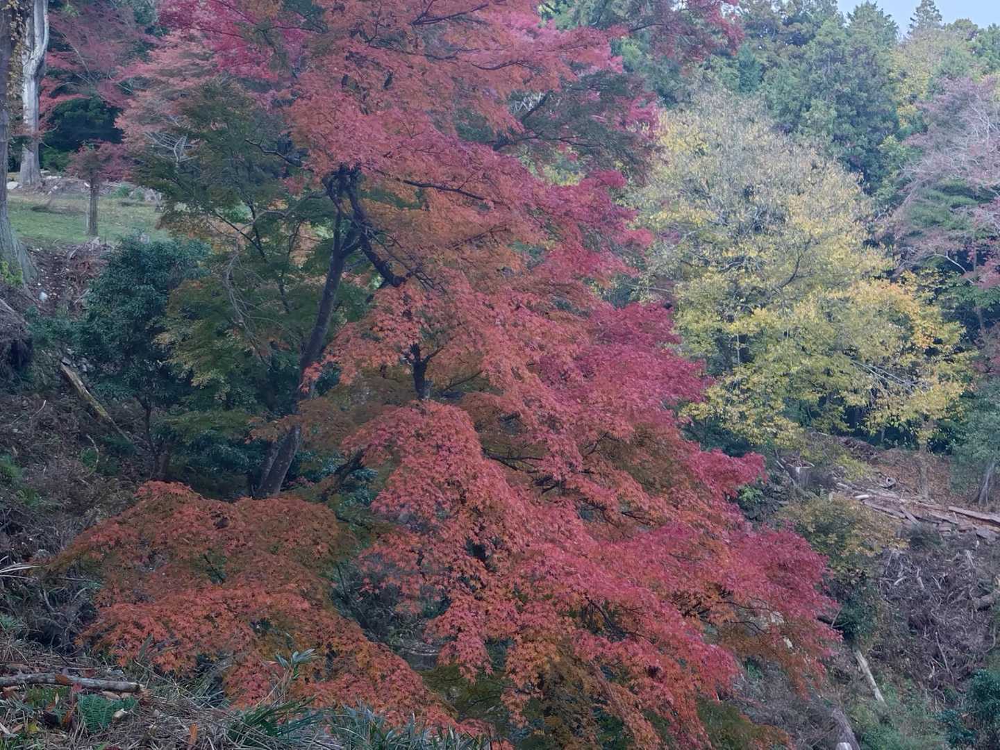 壺阪山駅-高取山-高取城跡入口-高取城登山道入口-壷阪寺前 周回コースの写真