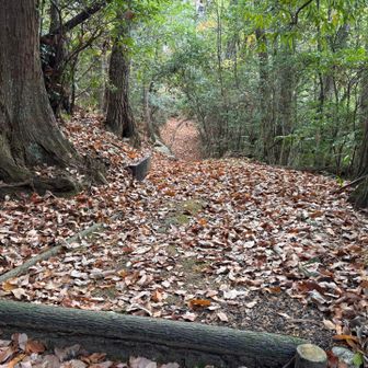 整備された山道やー
ザクザク音をたてて歩くの久しぶりで気持ちええ🤗