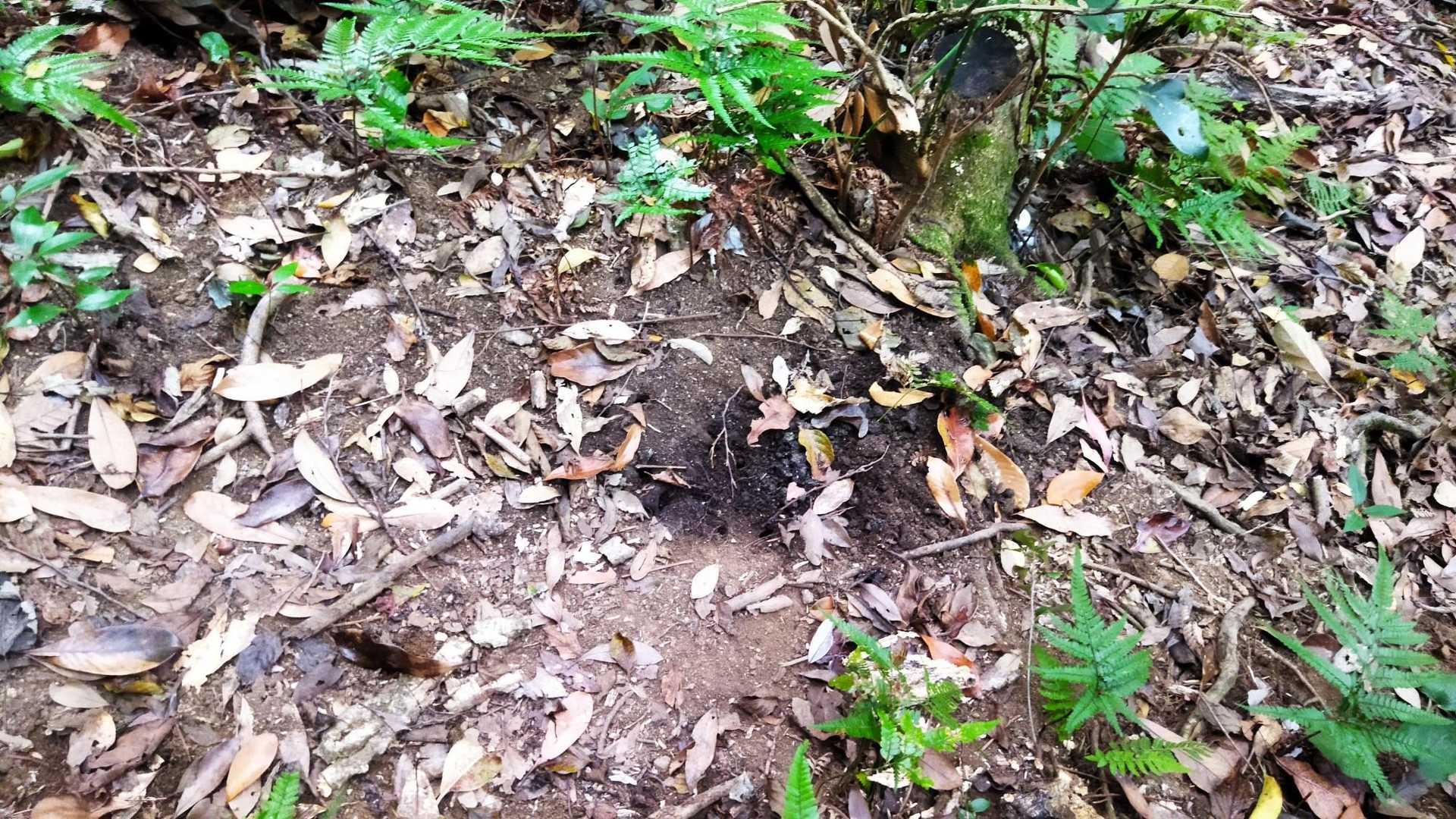 中央付近の黒くなっている箇所、黒いスズメバチの巣のようで、何匹も飛び立っていきました😨