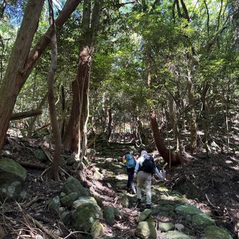 石畳風の登山道🌪️