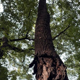 この木、根元付近から上の方まで何匹いるのかな？？久しぶりにこんなに沢山いる木を見ました！