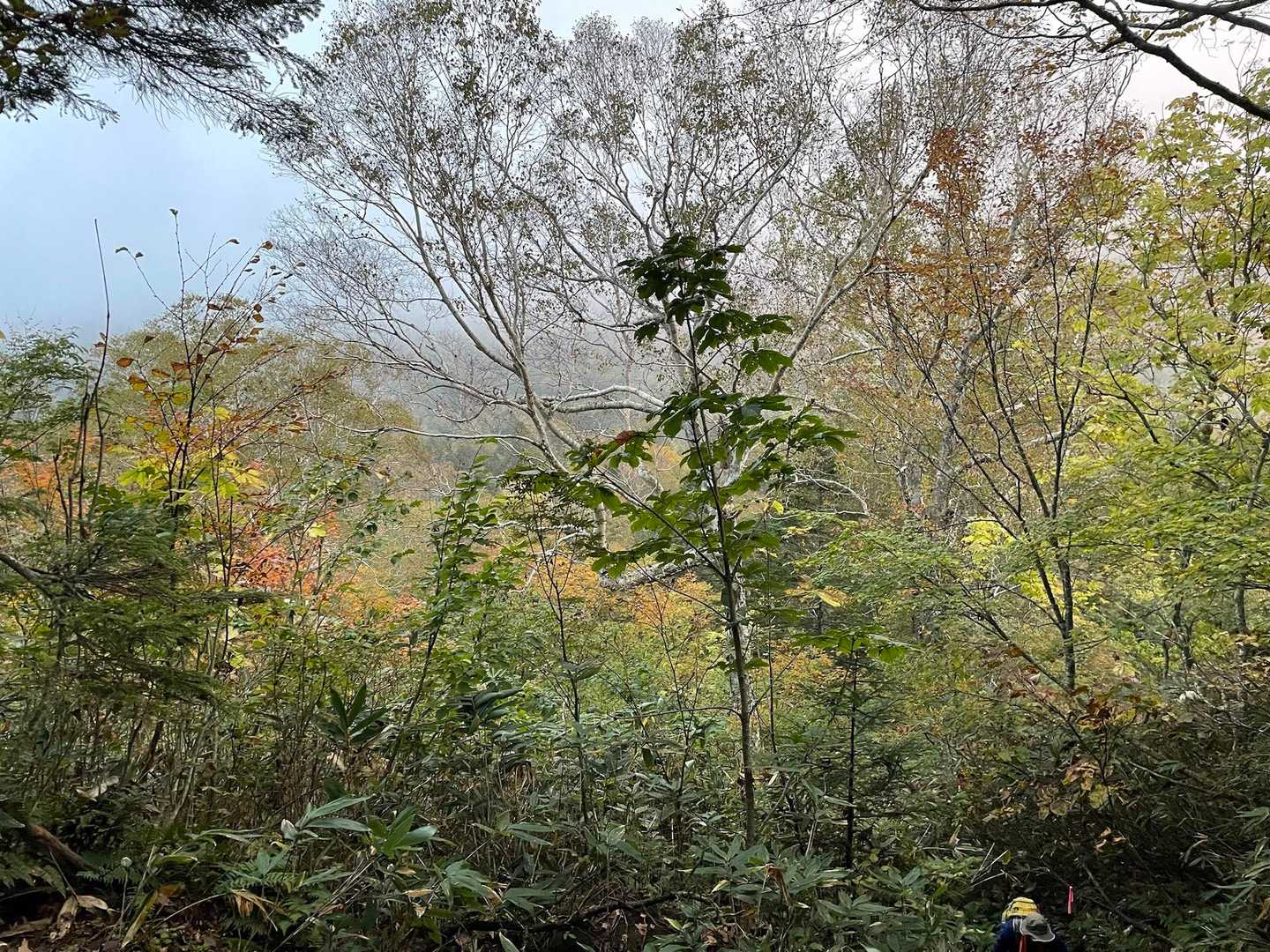 少しだけ紅葉🍁