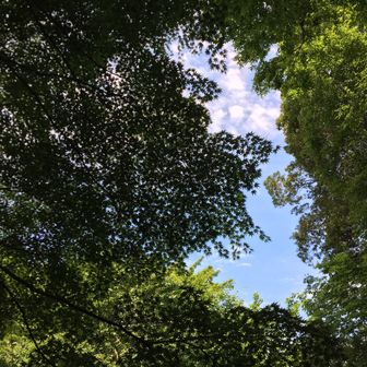 パッチ