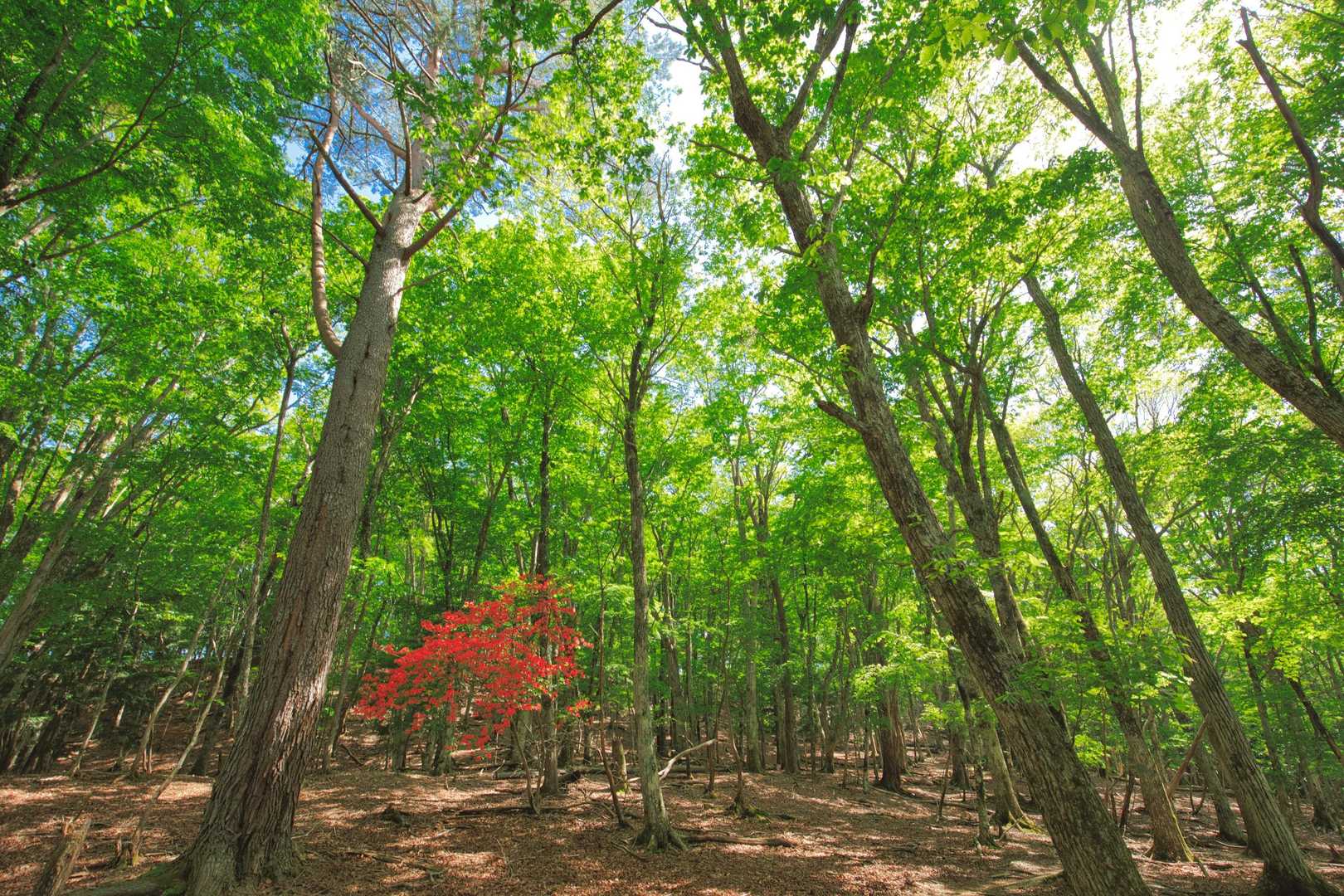 よい登山でした。
三嶺、これからもずっとこの姿を残していきたい綺麗な山です。