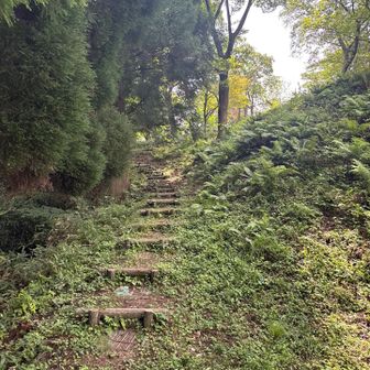 画像はあまり撮れませんでしたが、階段の急登がたくさん😅