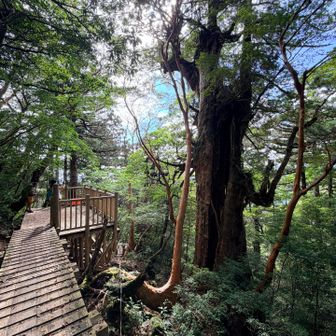 で、この大きな屋久杉は...