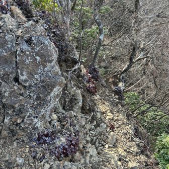 道が細いし分かりにくいけどYAMAP信じて進む👉