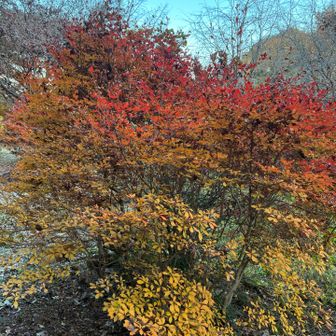 綺麗なグラデーション