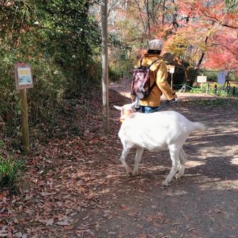 ヤギ連れてる人いた😅
ヤギをペットで飼う？🤔
もしかしたらヤギ泥棒か(笑)