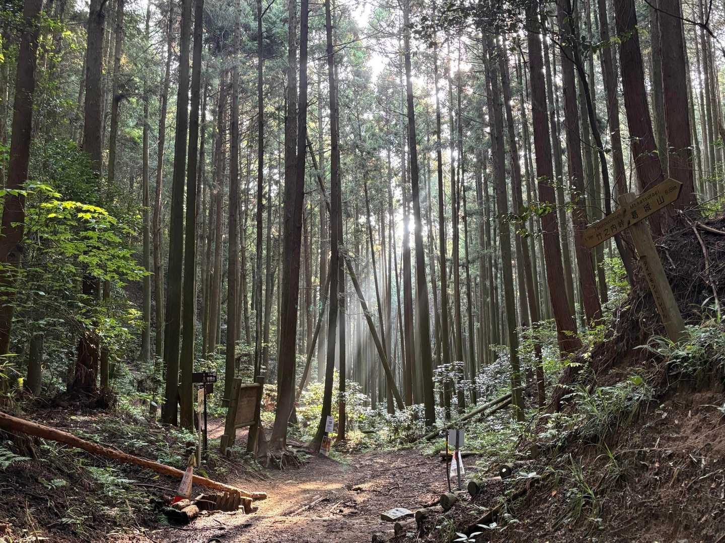 森は神聖な雰囲気に包まれている。今にも役行者が現れそうです。