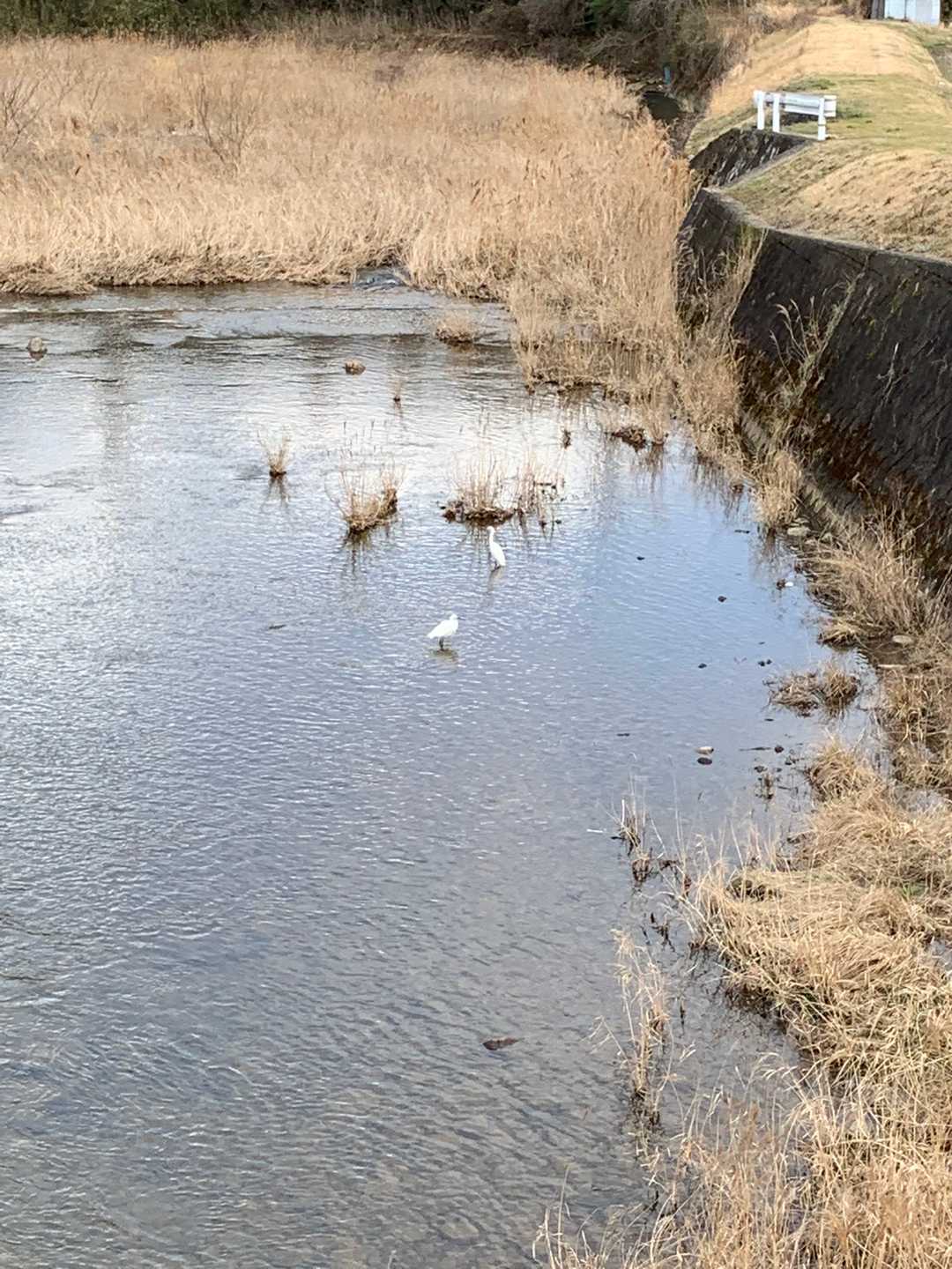 これは...鳥...？🤔(鳥に決まってる