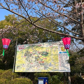 桜は咲き始め🌸