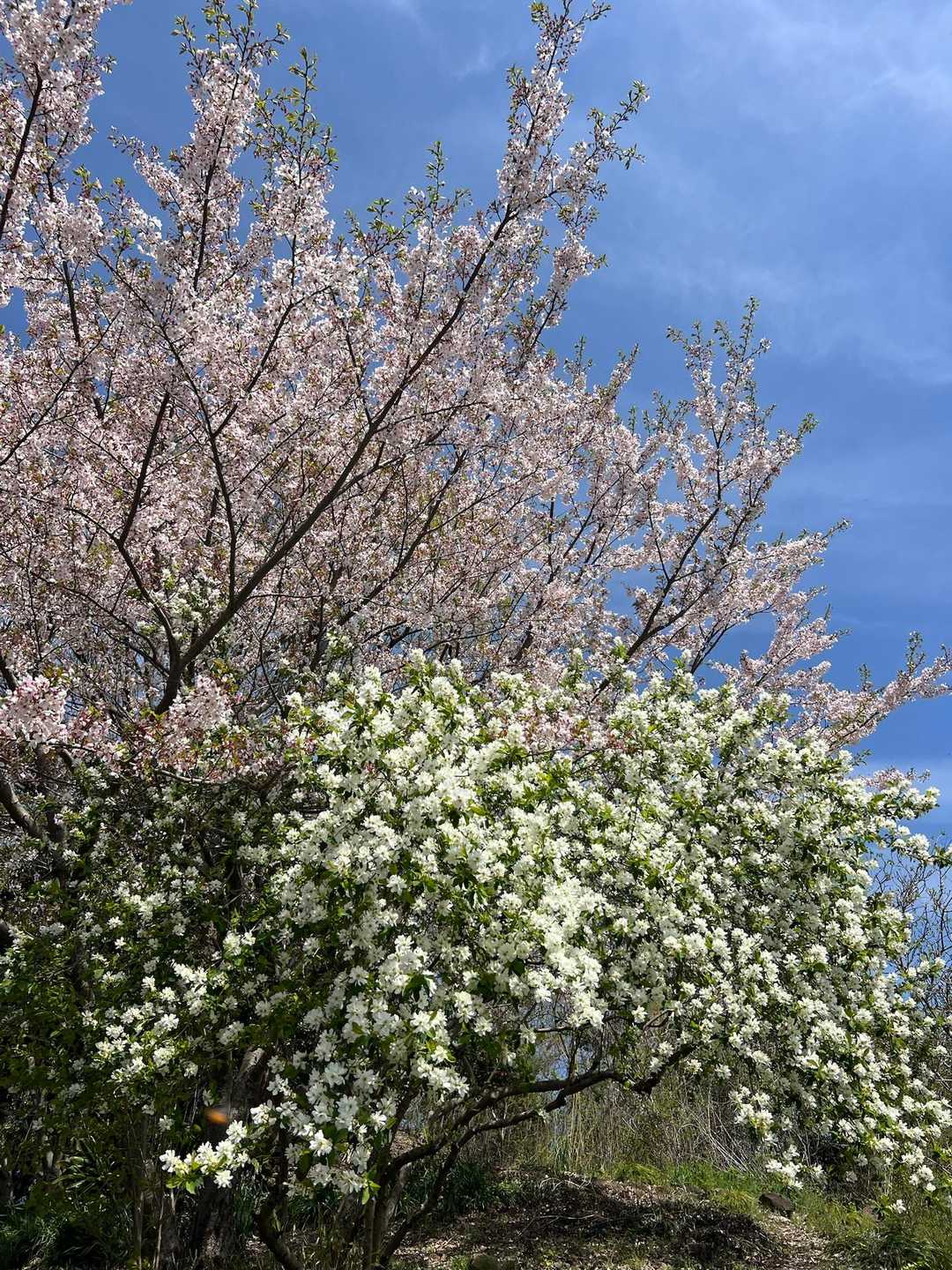 その家の前の木。こんなところに住みたいなー